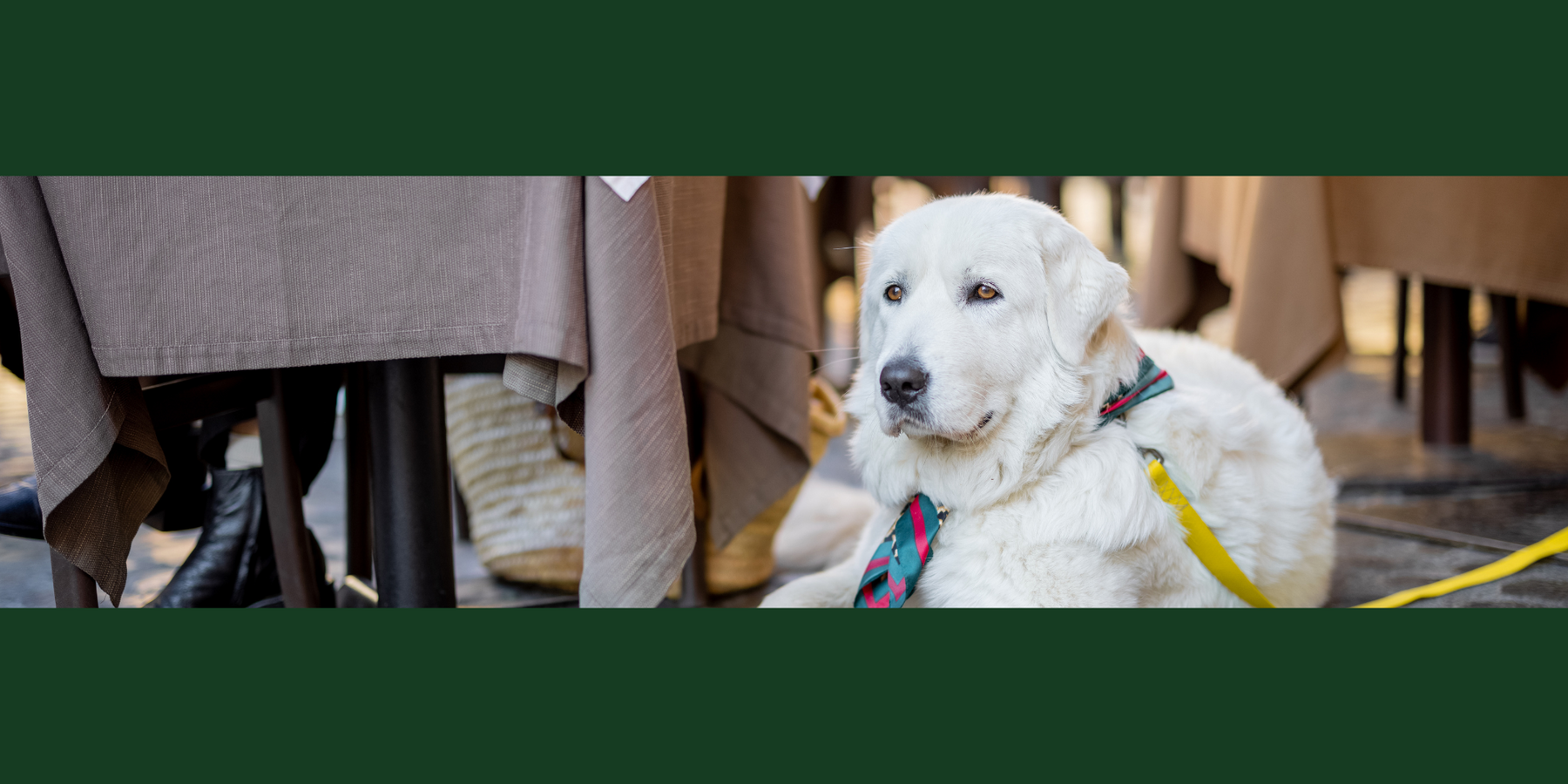 Is Your Restaurant Dog-friendly?