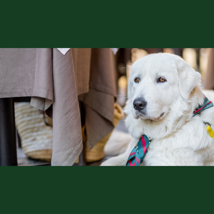 Is Your Restaurant Dog-friendly?